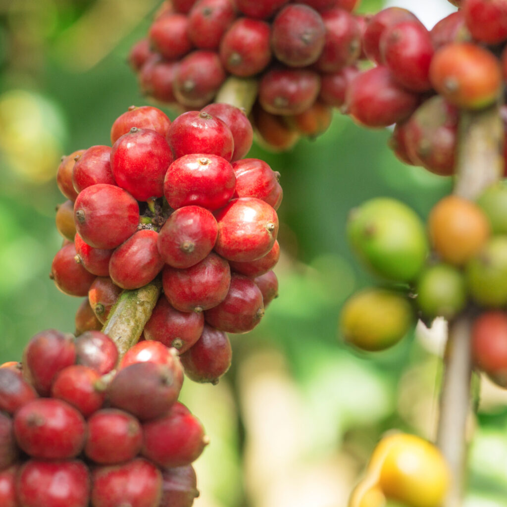 Close-up of ripe red coffee cherries growing on the branch, showcasing the peaberry mutation stage before harvest